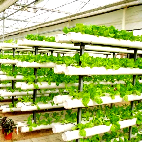 ระบบปลูกพืชไฮโดรโปนิกส์แบบทาวเ - Hydroponic Tower บทวิจารณ์และราคา