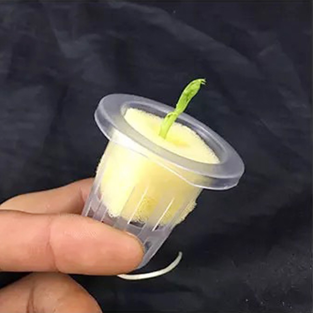 ถ้วยตาข่ายปลูกพืชแบบไฮโดรโปนิก - Hydroponic Grow Pod บทวิจารณ์และราคา