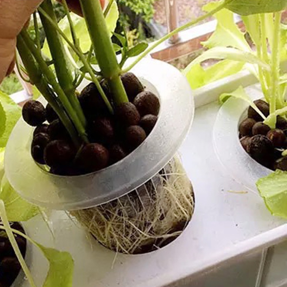 ถ้วยตาข่ายปลูกพืชแบบไฮโดรโปนิก - Hydroponic Grow Pod บทวิจารณ์และราคา