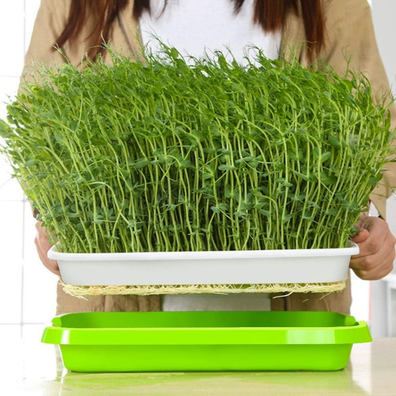 ถาดเพาะเมล็ดไมโครกรีน ถาดเพาะง - Hydroponic Grow Pod บทวิจารณ์และราคา